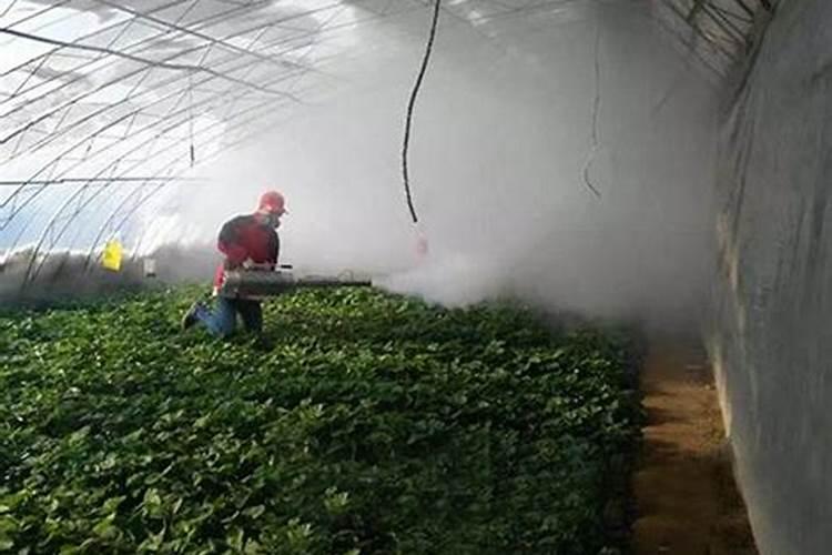 小麦怎样追肥高产