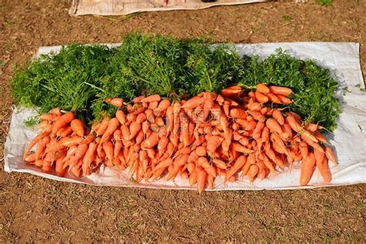 芸苔素内酯能膨果吗