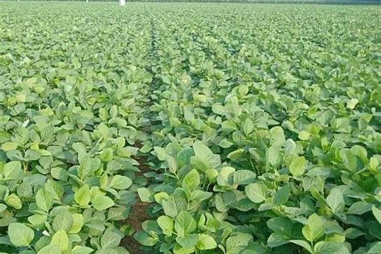 大豆用什么肥料追肥