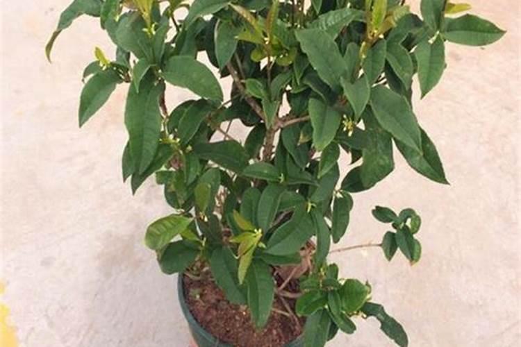 茶叶能施叶面肥吗？