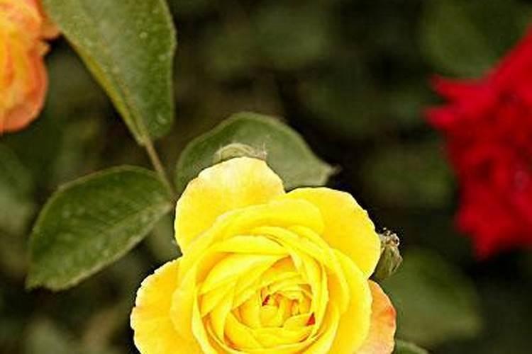 茶叶叶面肥催芽肥的正确使用