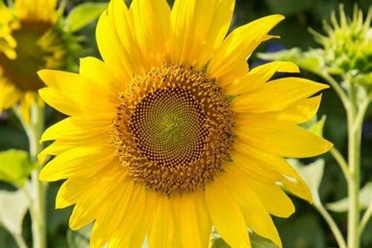 葵花的种植技术
