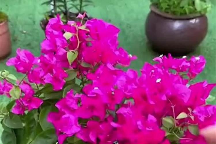 叶片增大增厚的叶面肥有哪些