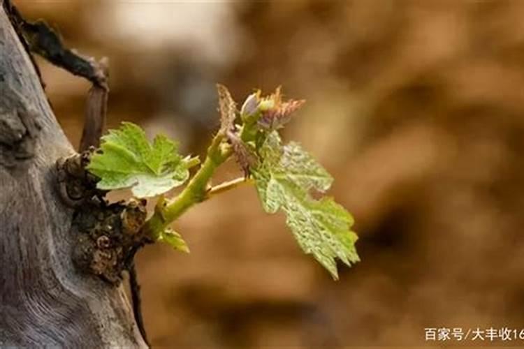 水稻蜡熟期怎么说 倒伏了 影响大吗 蜡熟期