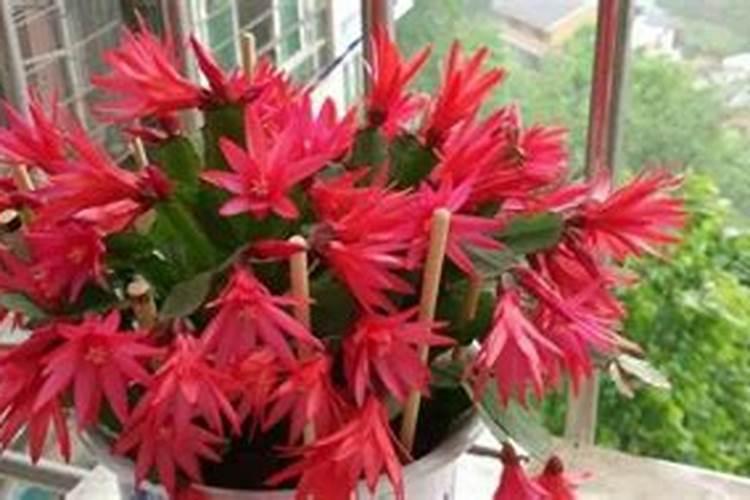 玉米上喷大量元索水溶肥好还是氨基酸水溶肥好