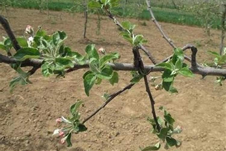 苹果树施肥的方法