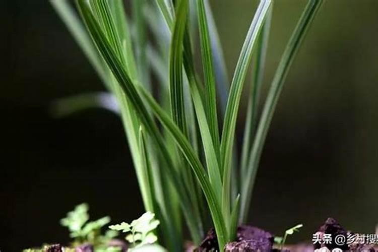 豆饼肥料的使用方法