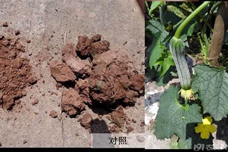 兰花可以用豆饼肥吗,怎样给兰花施饼肥
