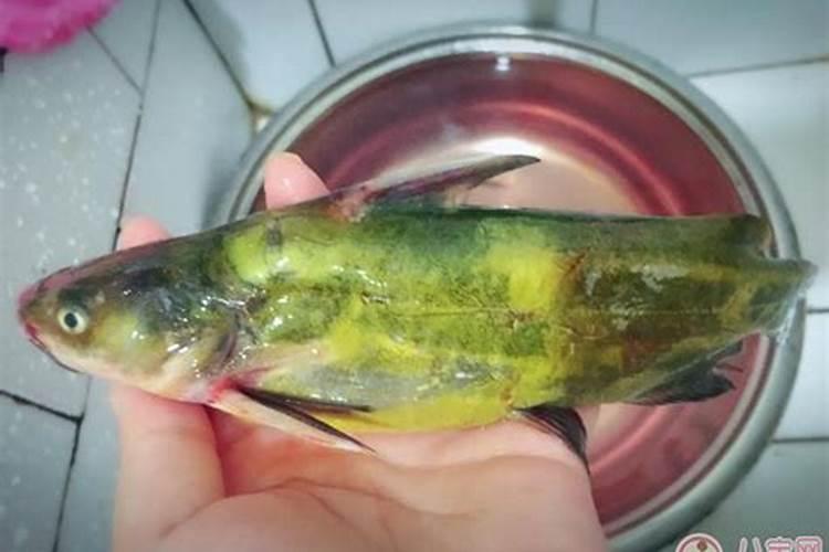 没有鱼刺的鱼是哪种鱼？如何挑选鱼？