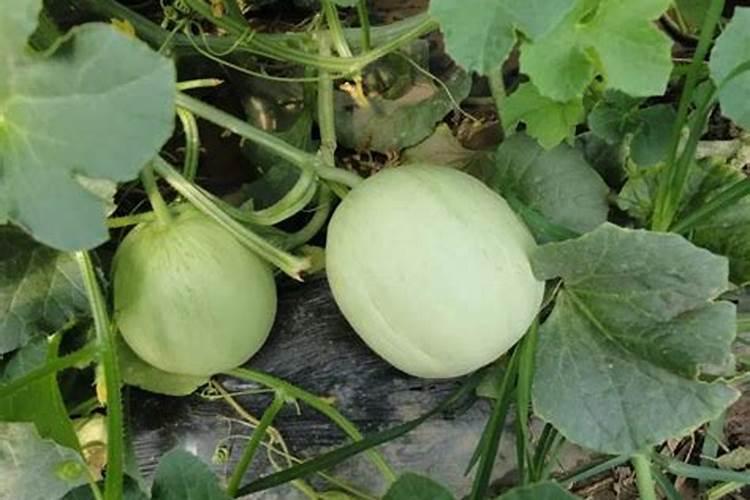 苍远微生物菌剂海藻鱼蛋白价格表