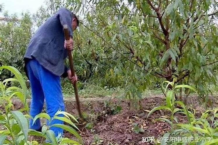 花卉施什么肥好