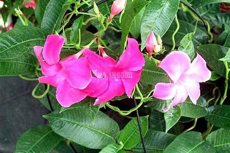 下列能替代酵母用作发酵剂的是？ A、玉米淀粉 B、奶酪 C、啤酒 D、白...