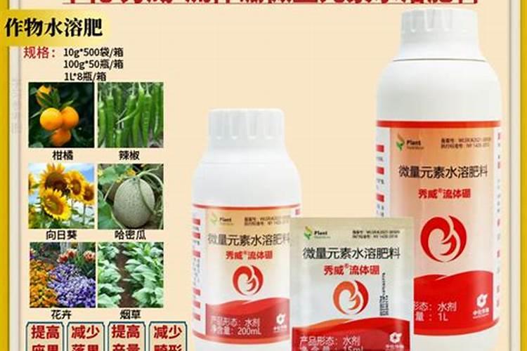 板栗树苗怎么栽才活