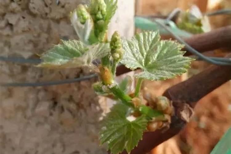 大棚葡萄施用中微量元素肥怎样效果好