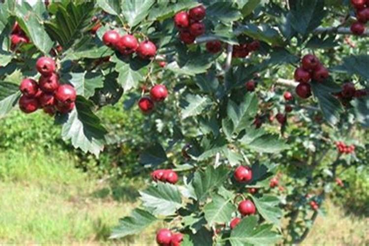 山楂施肥方法及时间