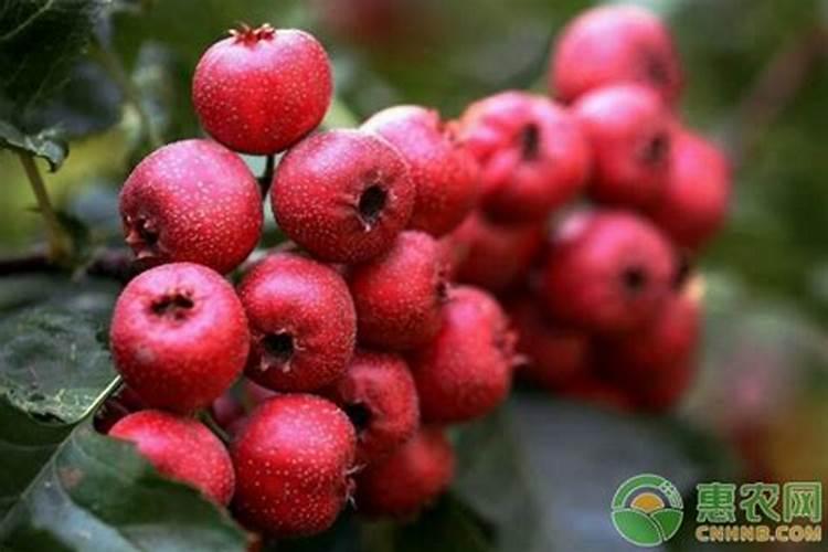 山楂树施膨果肥最佳时间 施肥方法有哪些