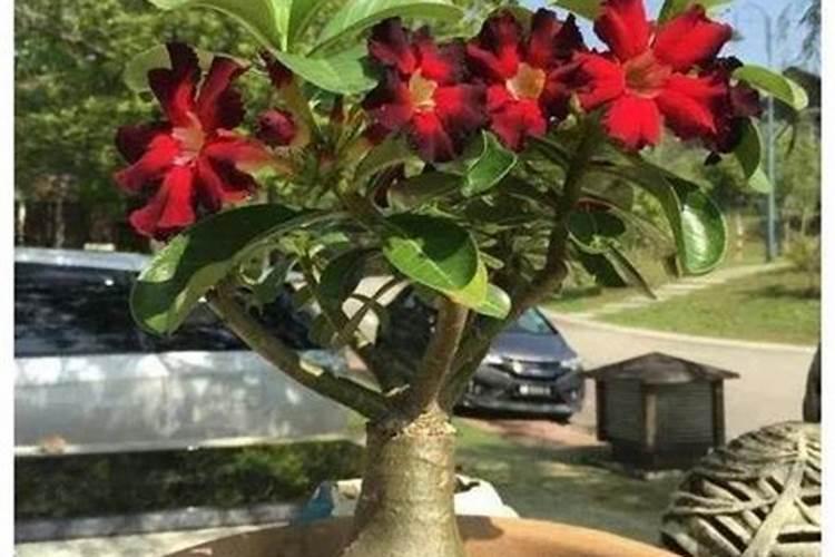 毒死蜱有解药吗？,