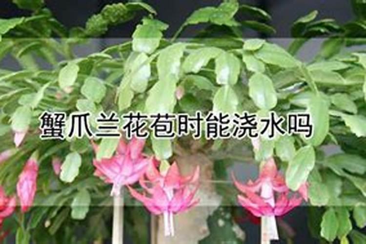 蟹爪兰有花苞能施肥吗