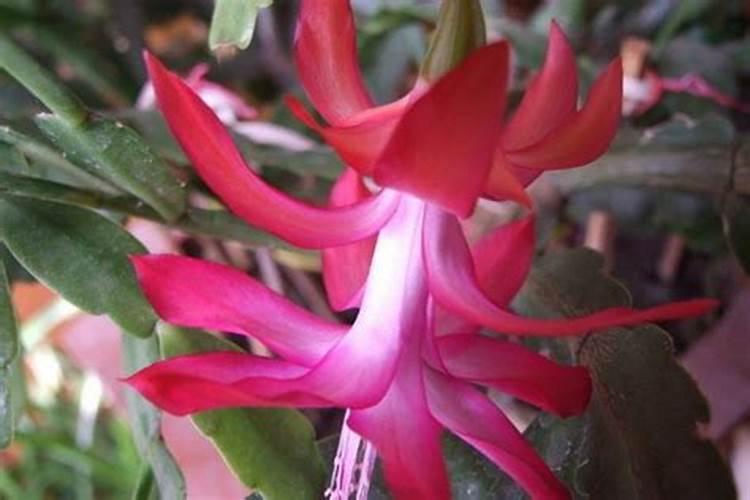 蟹爪兰有花苞了还能施肥吗,开花的时候怎么施肥浇水