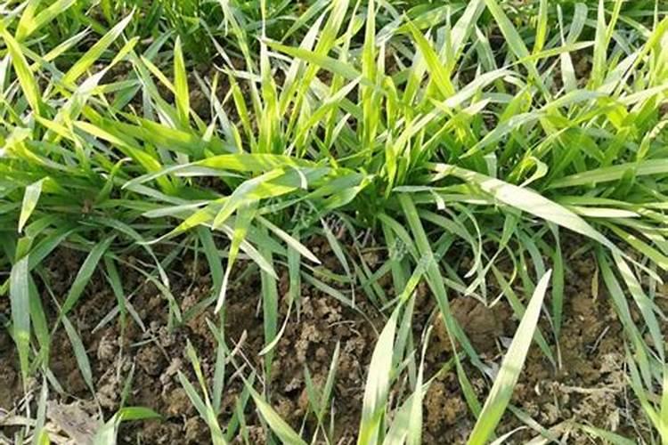 海藻甲壳素精钾是微生物吗