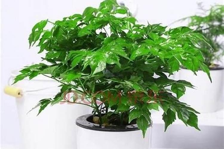 什么生根剂生根快