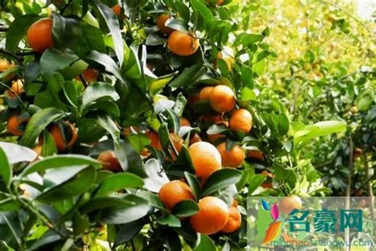 豌豆底肥放什么肥好(底肥施用方法)