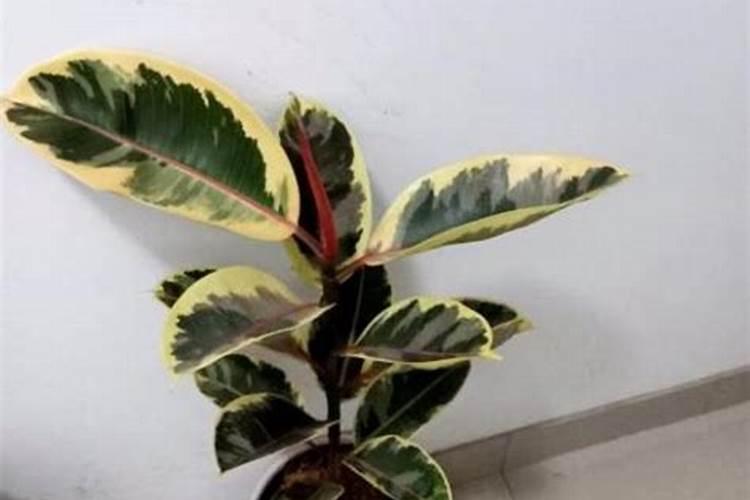 硝铵磷复合肥会爆炸吗