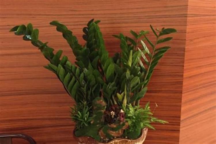 盆栽葡萄应该施什么肥