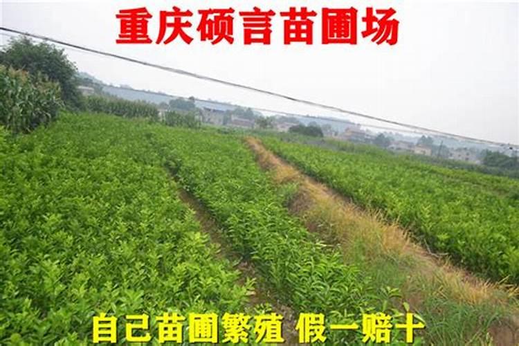 水溶肥哪款更好？更利于作物高产？