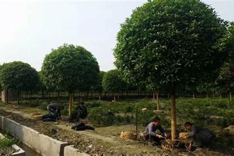 果园后期叶面肥用什么好