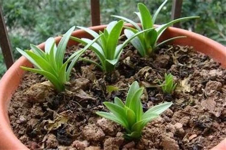 百合花的盆栽养护秘诀,5个小诀窍让百合花开爆盆