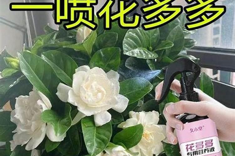 月季花肥用什么肥料好