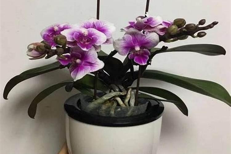 请教燃尽的树枝树叶灰可以做肥料吗？