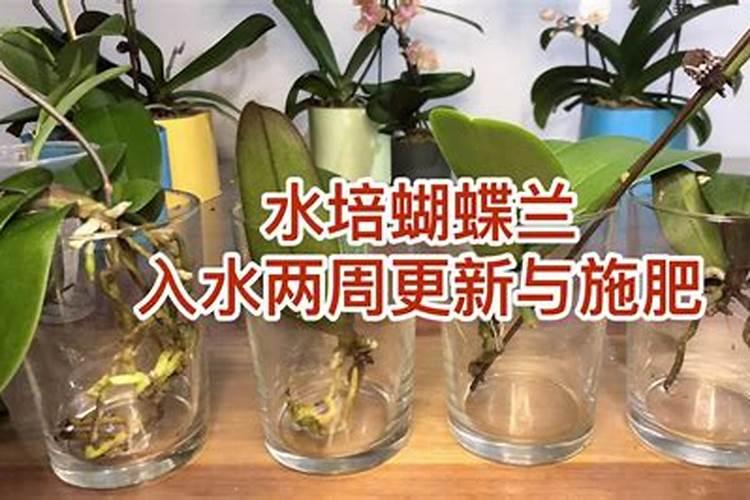 想要养好蝴蝶兰一定要牢记施肥技巧