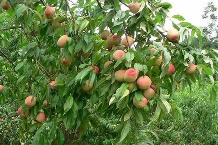 海藻酸和海藻精是什么？