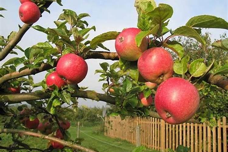 树莓怎么种植管理