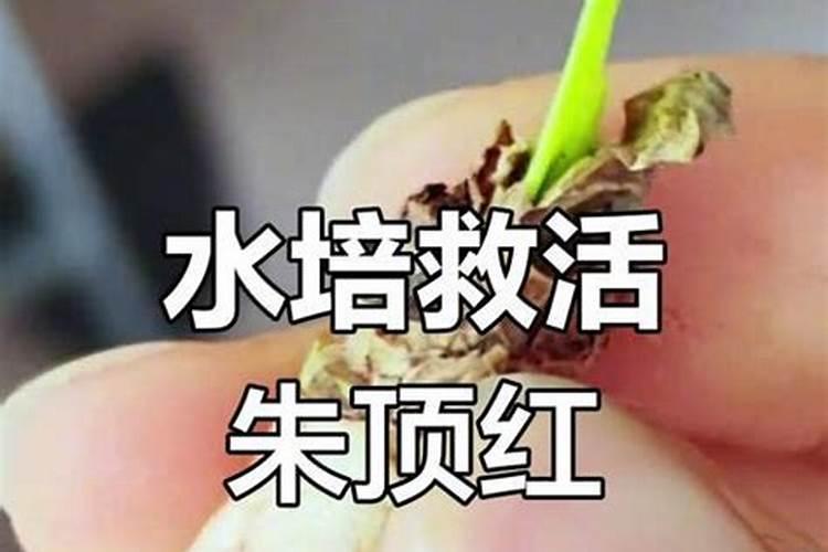 兰花可以用豆饼肥吗,怎样给兰花施饼肥