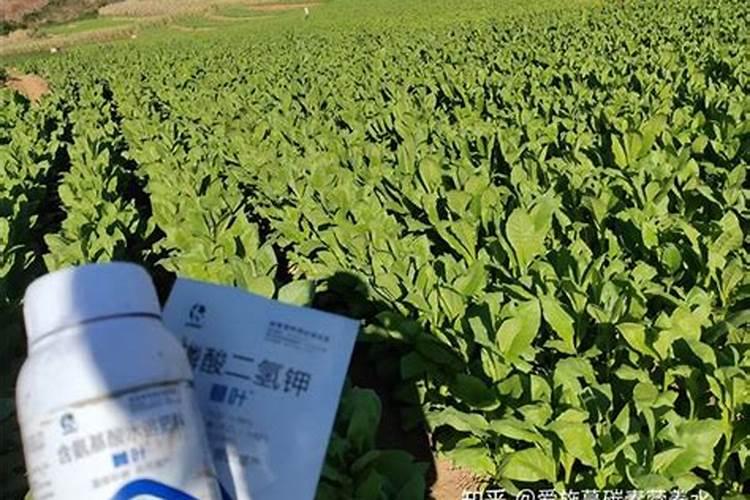 兰花定根水怎么浇