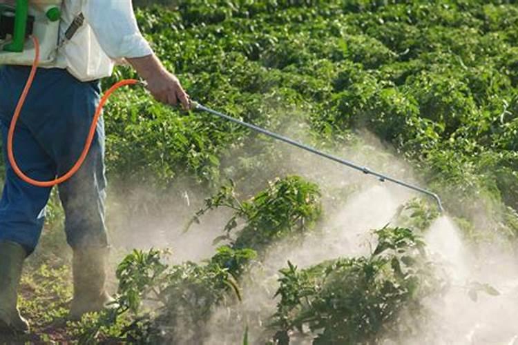 叶片发黄怎么办打苯磺隆除草剂把小麦都打死了？