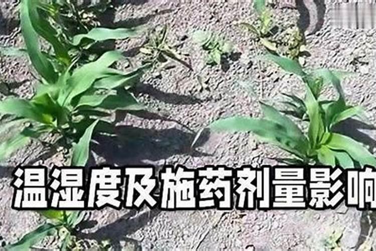 玉米解药害最佳方法