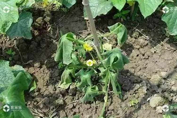 葫芦种子怎么种