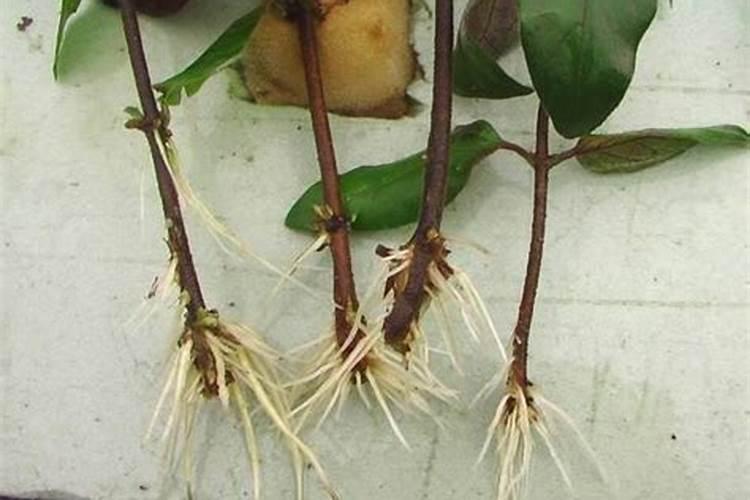 茶叶水可以浇巴西木吗