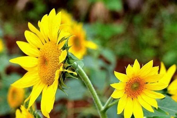 葵花种植时间和方法
