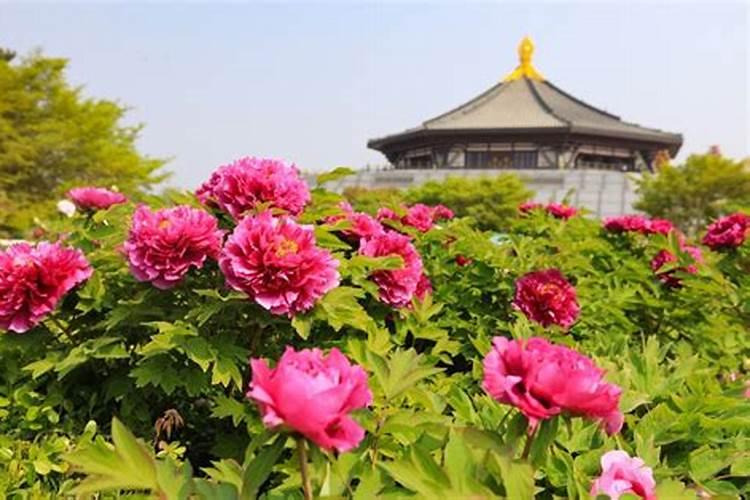 牡丹花可以喷叶面肥吗 注意事项有哪些