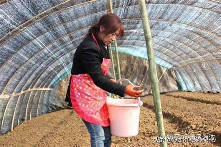 尿素是什么肥料