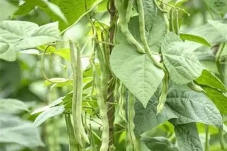 全国化肥厂家排名 全国化肥厂家排名前十