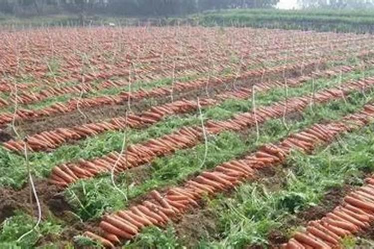 胡萝卜的种植方法,后期该如何管理水肥？
