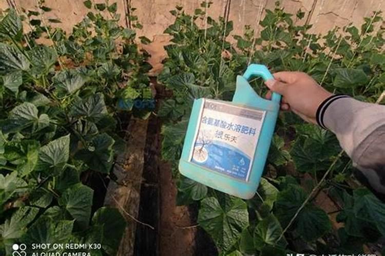 磷钾肥是什么肥 磷钾肥有哪些类型 磷钾肥的作用