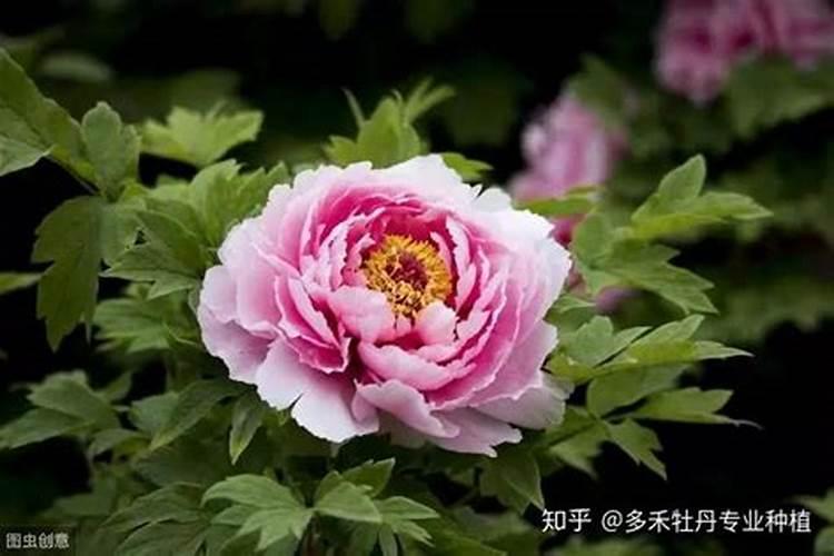 氮磷钾肥有哪些 适合什么花