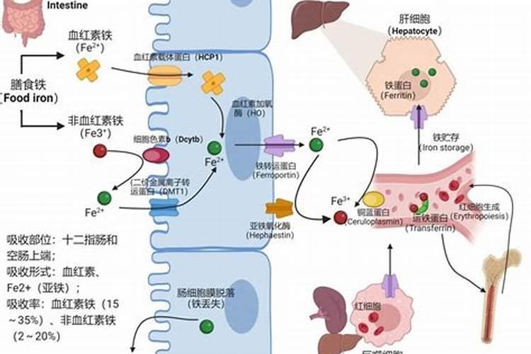 种地瓜用什么肥料好